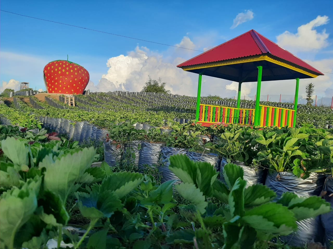 agrowisdkem3